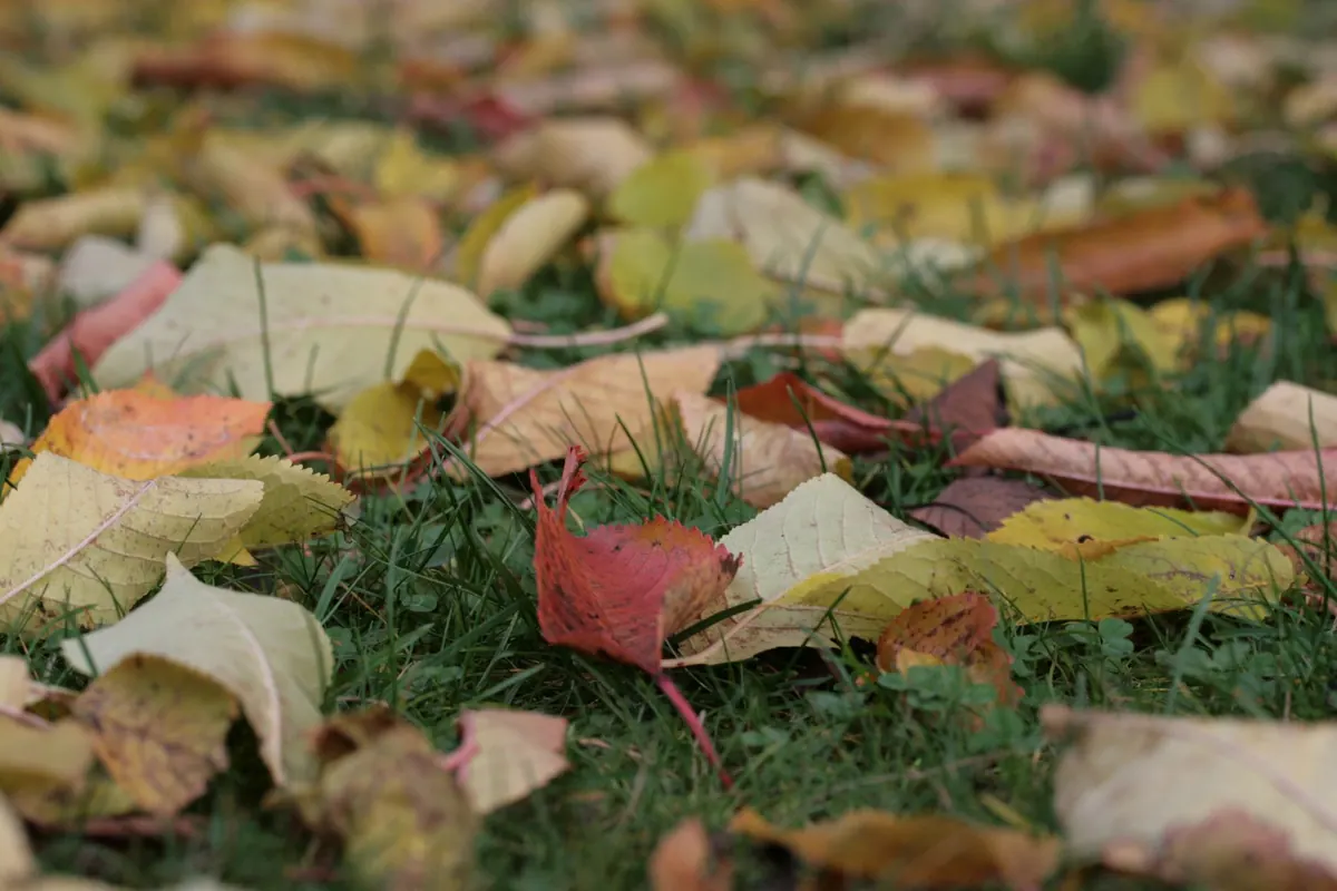 Autumn Garden Storm-Proofing: A 10-Point Checklist